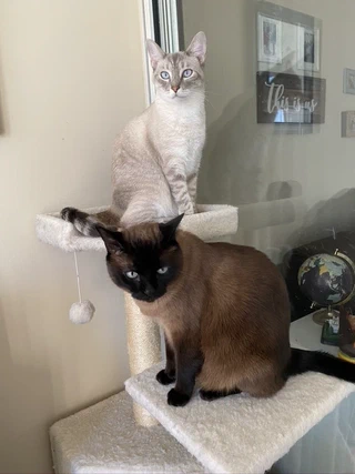 Huxley and Archer, two cats, sitting on a cat tree